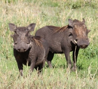 A taste of Tanzania - Tarangire National Park & Ngorongoro Crater