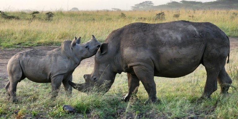 Nairobi National Park & Elephant Orphanage Tour with free pick up