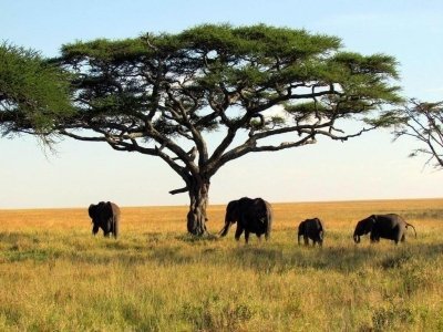 East African Safari Package in Tanzania - 4 Days