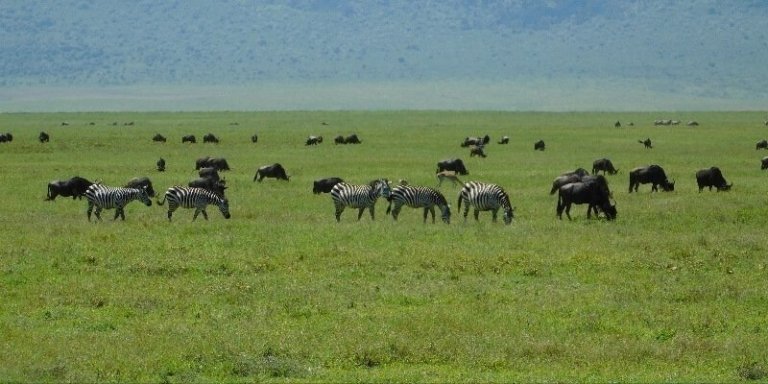 East African Safari Package in Tanzania - 4 Days