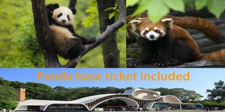 Chengdu panda base half day private tour