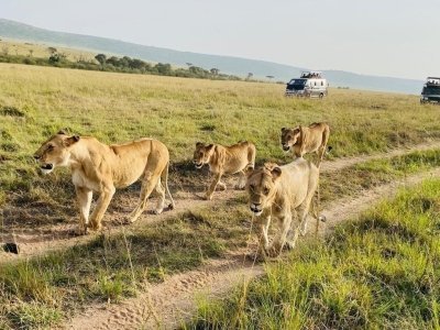 3 DAYS MAASAI MARA GROUP JOINING BUDGET SAFARI WITH A SAFARI VAN