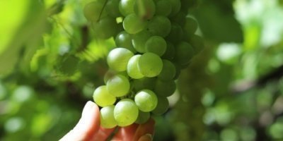 Banana Museum, Rum Distillery, Winery - Premium Tour