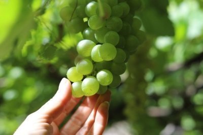 Banana Museum, Rum Distillery, Winery - Premium Tour