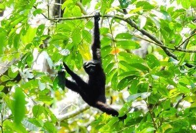 Tea & Wildlife Tour in Assam