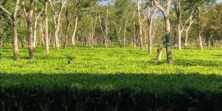 Tea & Wildlife Tour in Assam