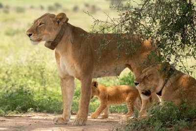 3 Days Murchison Falls Safari Experience