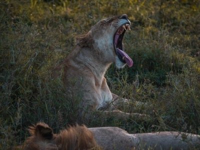 5 Days 4 nights Serengeti & Ngorongoro