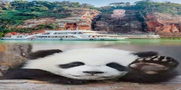 Chengdu panda & Leshan Buddha One Day Private Tour
