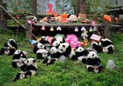 Dujiangyan panda base and irrigation system  private day tour