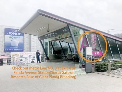 Chengdu panda base half day Small Group tour