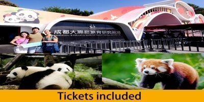 Chengdu panda base half day Small Group tour