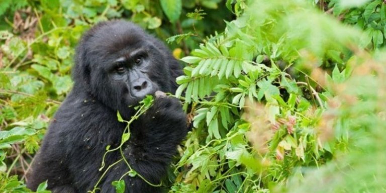 12 Tanzania Classic Tour and Uganda Gorilla Trekking