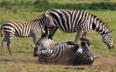 12 Tanzania Classic Tour and Uganda Gorilla Trekking