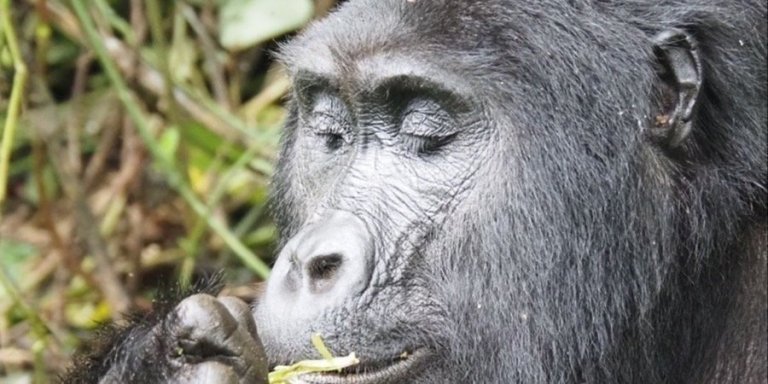 4 Days Gorilla and Golden Monkey trek
