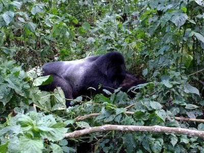 4 Days Gorilla and Golden Monkey trek