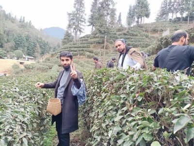 Panda and Green Tea Making private tour