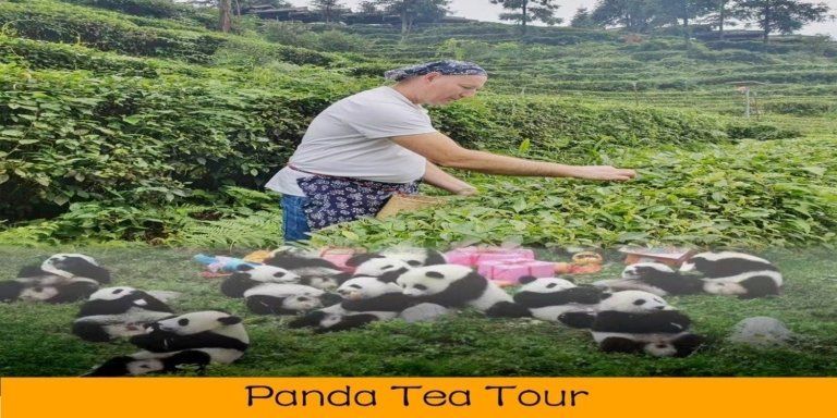 Panda and Green Tea Making private tour