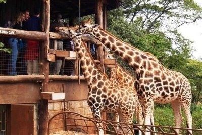 Day Tour Giraffe Center, Karen Blixen and Lunch at Carnivore