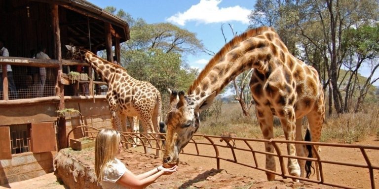 Day Tour Giraffe Center, Karen Blixen and Lunch at Carnivore