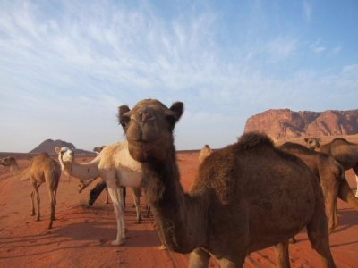 Full Day Jeep Tour ( Lunch) Wadi Rum Desert Highlights