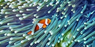 MNEMBA ISLAND SNORKELING AND SWIMMING WITH DOLPHINS