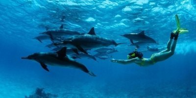 MNEMBA ISLAND SNORKELING AND SWIMMING WITH DOLPHINS