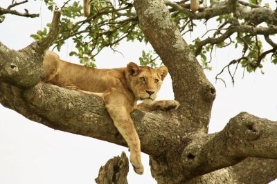 A 3-Day Safari to Tarangire, Ngorongoro Crater & Lake Manyara
