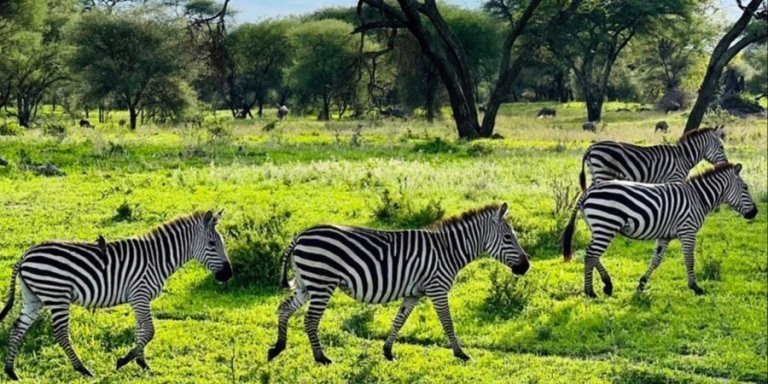 A 3-Day Safari to Tarangire, Ngorongoro Crater & Lake Manyara