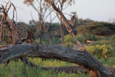 8 DAYS DISCOVER KENYA SAFARI