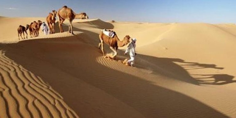Camel Trekking Tunisia
