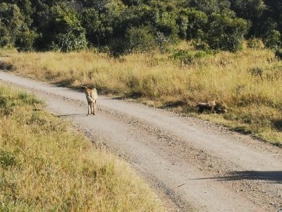 7 DAYS TSAVO EAST, AMBOSELI, LAKE NAIVASHA, LAKE NAKURU, MASAI MARA GA