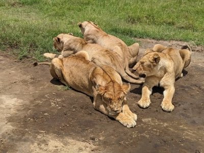 6 DAYS SAMBURU, LAKE NAKURU, MASAI MARA GAME RESERVE SAFARI