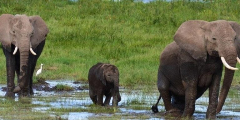 6 DAYS SAMBURU, LAKE NAKURU, MASAI MARA GAME RESERVE SAFARI