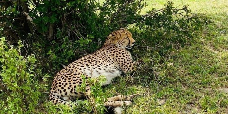 4 DAYS, 3 NIGHTS MASAI MARA AND LAKE NAKURU PARK-SAFARI VAN