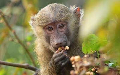 6 DAYS AMBOSELI NATIONAL PARK, LAKE NAIVASHA, MASAI MARA GAME RESERVE