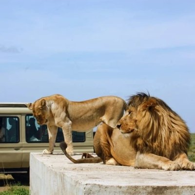 3-Day Ngorongoro Crater Safari: Discover Nature's Wonders on a Budget!