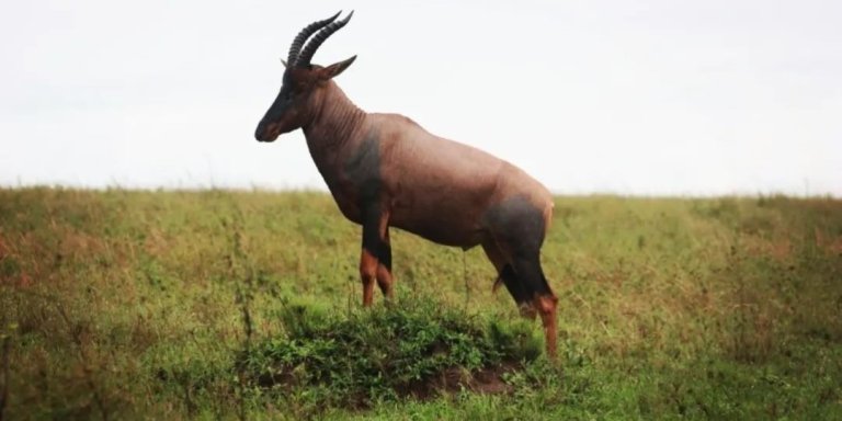 3-Day Ngorongoro Crater Safari: Discover Nature's Wonders on a Budget!