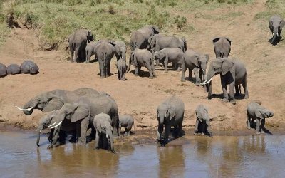 9 DAYS DISCOVER KENYA SAFARI