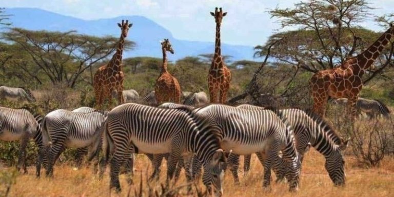 9 DAYS DISCOVER KENYA SAFARI