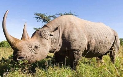 9 DAYS KENYA CLASSIC SAFARI.