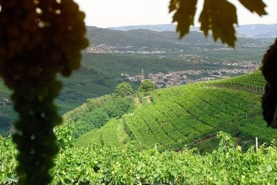 Prosecco Wine Tour - 2 Wineries. From Venice