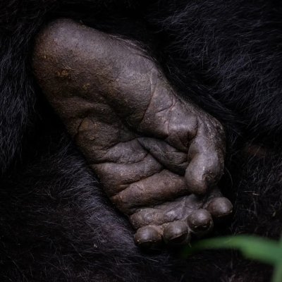 3 Days Gorilla Trekking Tour in Bwindi