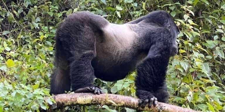 3 Days Gorilla Trekking Tour in Bwindi