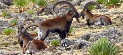 Addis Ababa City tours