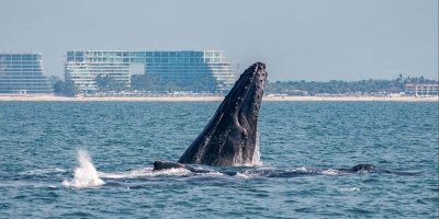 Puerto Vallarta Whale Watching Cruise with Open Bar & Breakfast