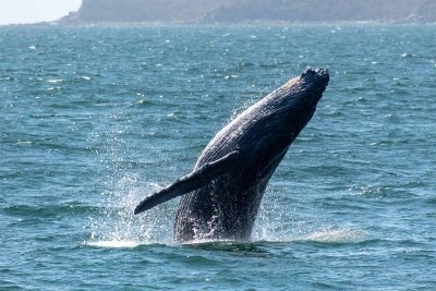 Puerto Vallarta Whale Watching Cruise with Open Bar & Breakfast