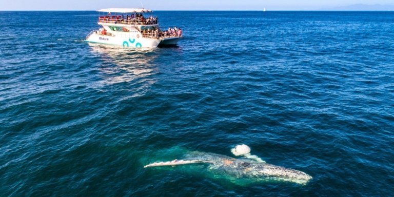 Whale Watching Cruise In Puerto Vallarta & Nuevo Vallarta