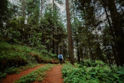 40-Kilometer Hike Through Mexico's Most Ancient Forests