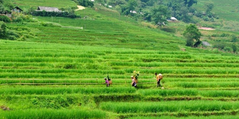 Amazing 4 Nights 3 Days Sapa Trek Tour: Explore, Experience, Enchant